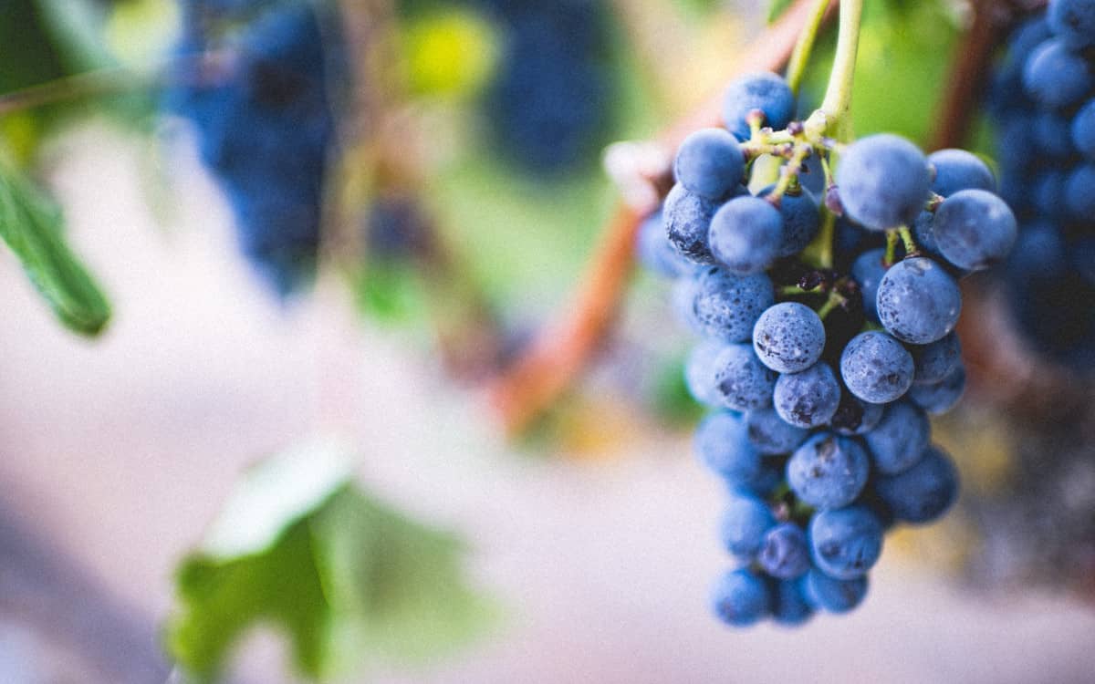 Web apps frontend performance is represented by grapes Photo by Amos Bar-Zeev on Unsplash