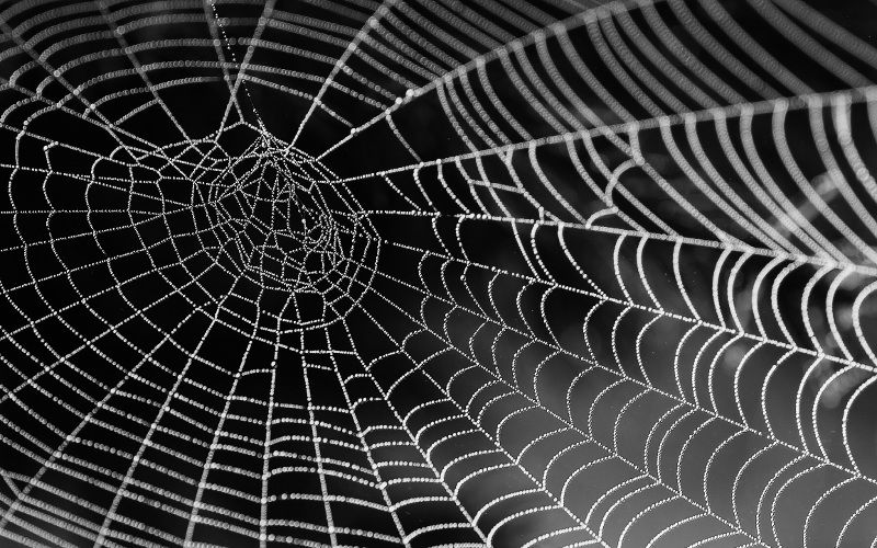 Spider web represents blog SEO optimization techniques. Photo by Pixabay from Pexels