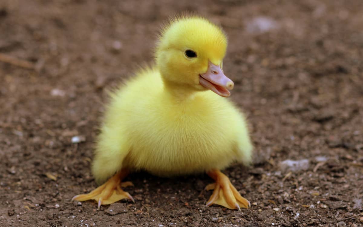 Rails app cache brotli compression is represented by a smol duck Photo by Pixabay from Pexels