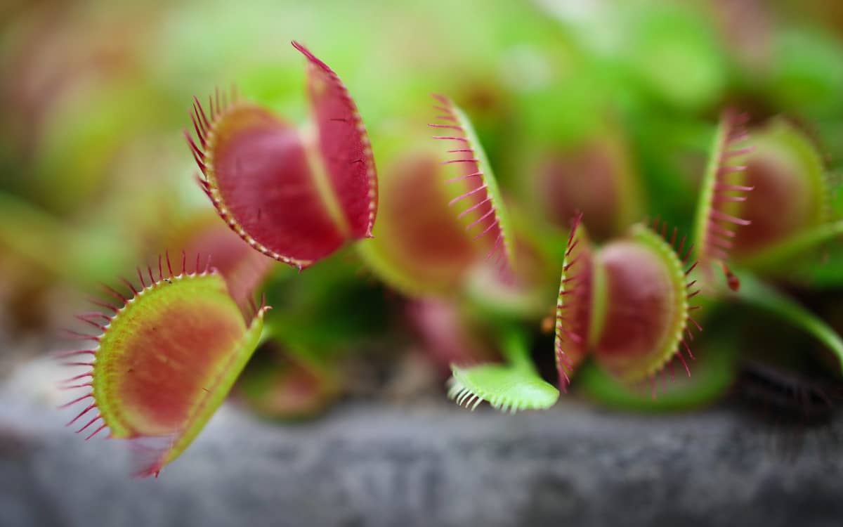 Caching slow SQL database queries in Rails is represented by flytraps Photo by NADExRioTic from Pexels