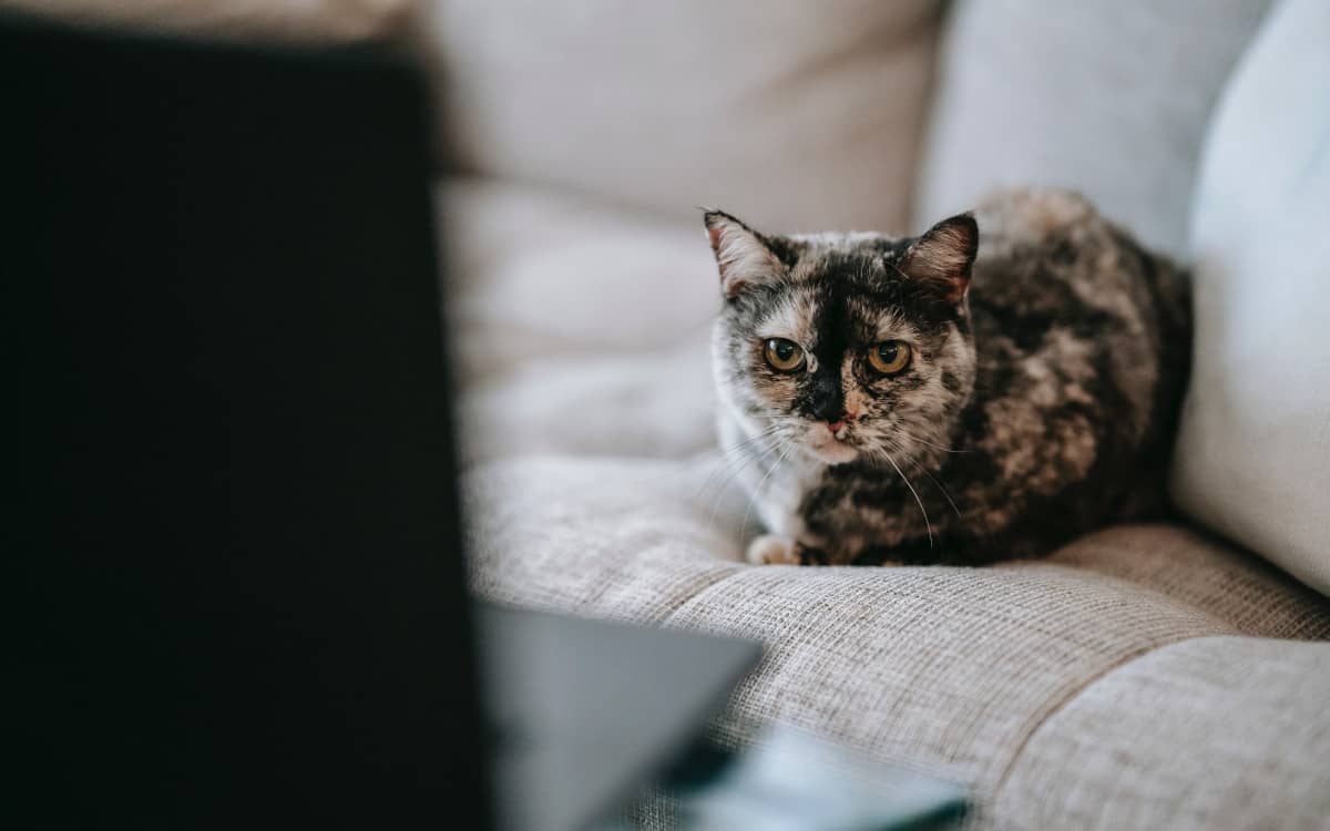 Watching YouTube is represented by this cat Photo by Sam Lion from Pexels