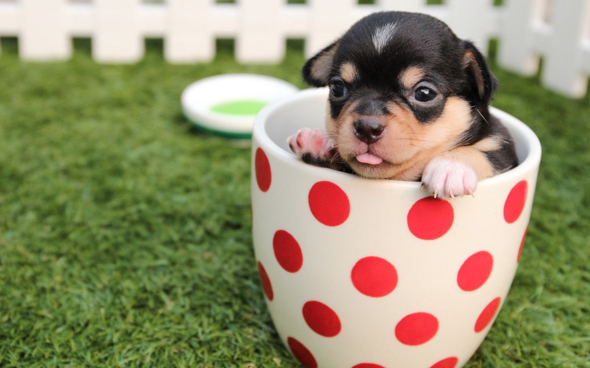 Brotli and Gzip assets compression is represented by a dog in a cup Photo by Pixabay from Pexels
