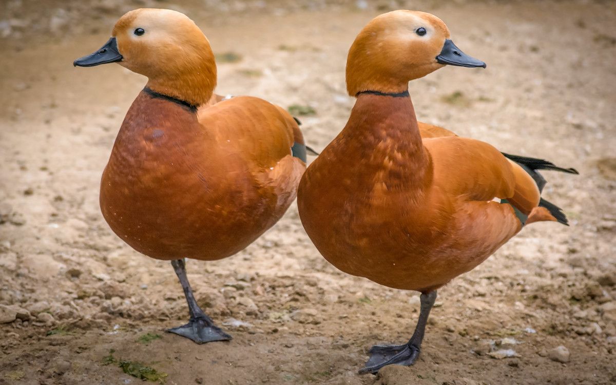 Indices in join tables are represented by two ducks. Photo by Amir-abbas Abdolali on Unsplash