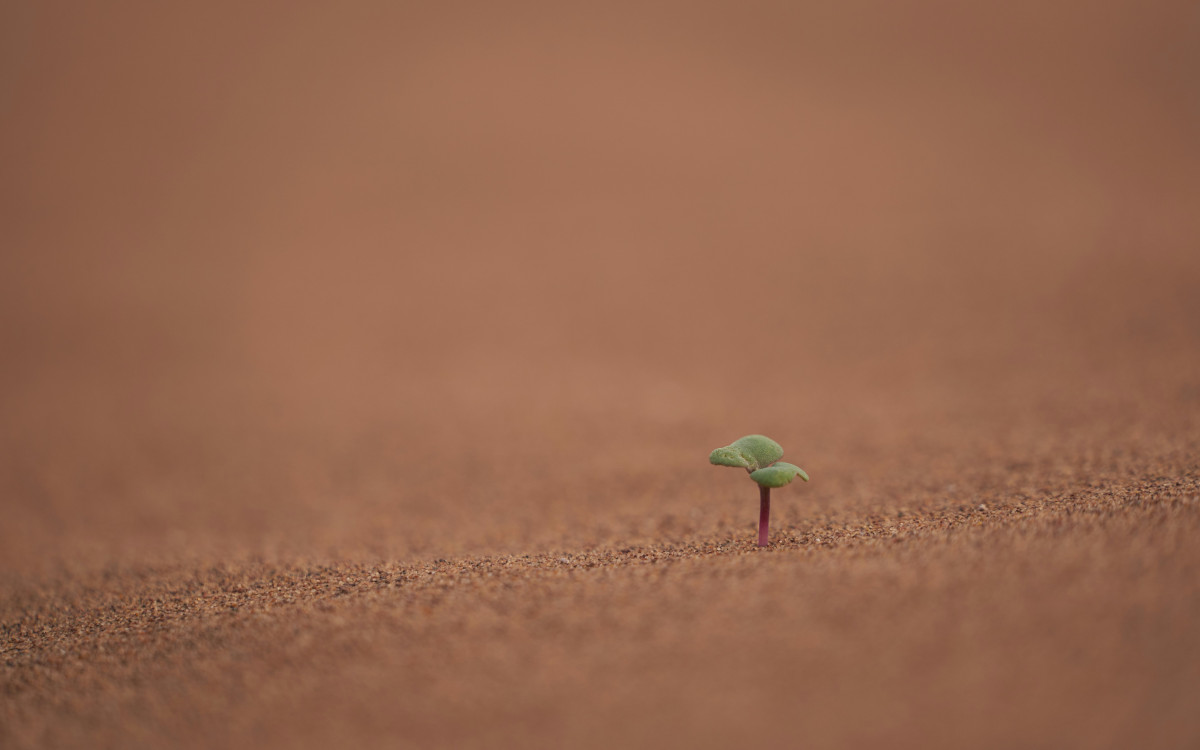 Long-tail MEV profit on Uniswap Defi is represented by this small plant Photo by Wolfgang Hasselmann on Unsplash Long-tail MEV profit on Uniswap Defi is represented by this small plant Photo by Wolfgang Hasselmann on Unsplash