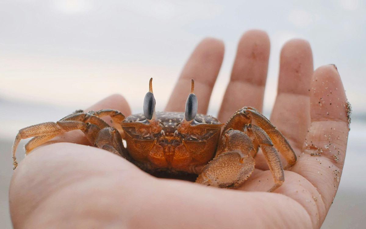 OpenClaw LLM agent is represented by this crab Photo by Sandra Iglesias on Unsplash
