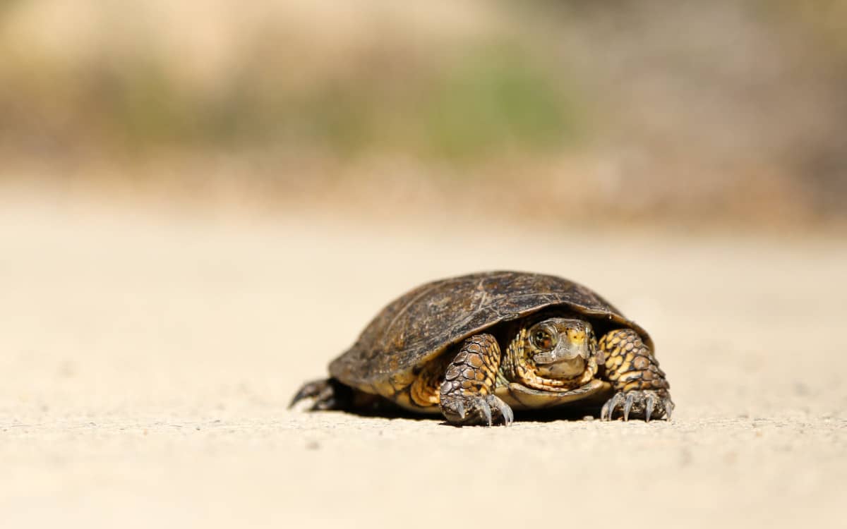 Slow N+1 queries in Rails are represented by a turtle Photo by Nick Abrams from Unsplash