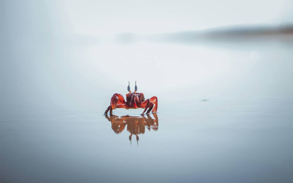 Rust is represented by a crab on a beach Photo by rompalli harish from Pexels