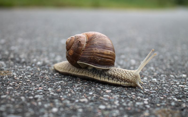 Snail represents Rails Active Record SQL query before optimization techniques. Photo by invisiblepower from Pexels