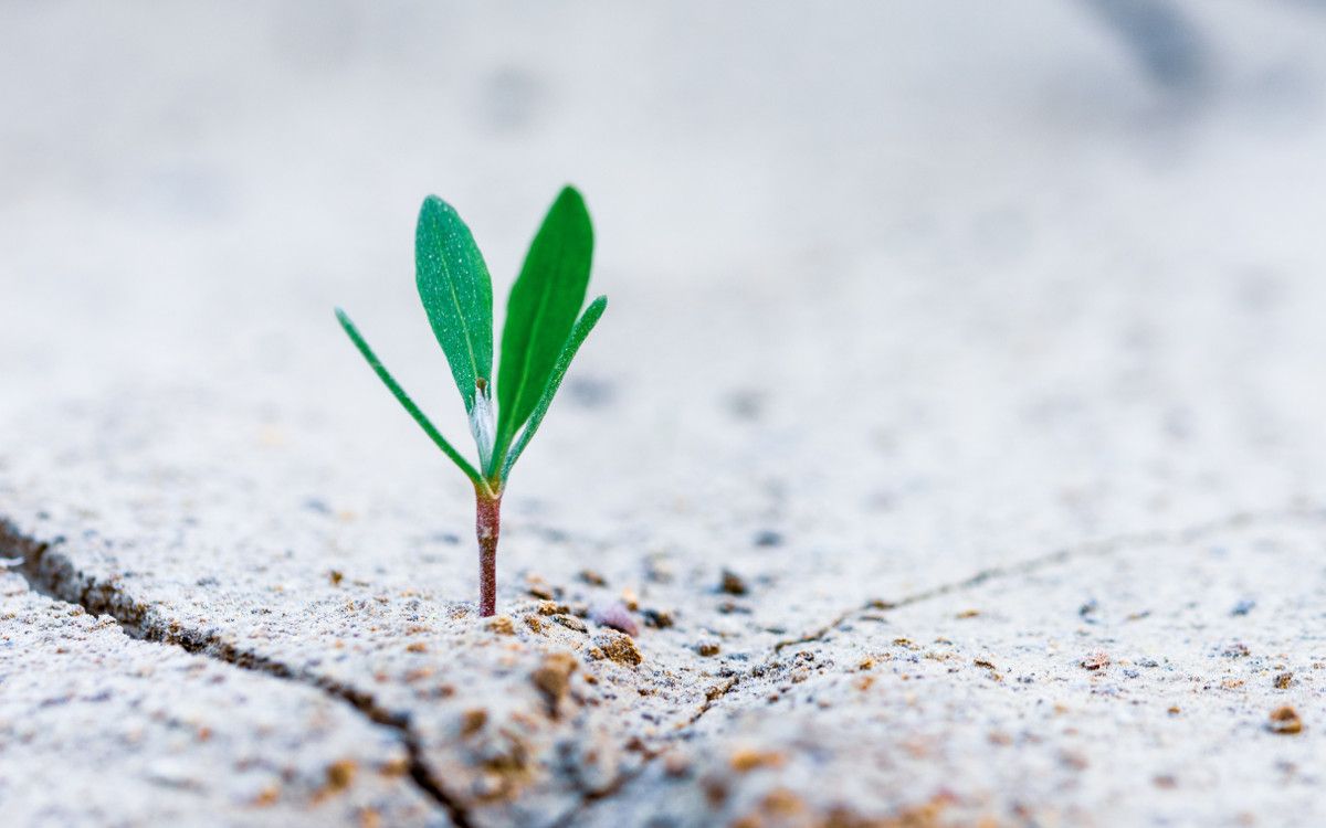 Rails profitable side profit Slack app growth is represented by a sprout. Photo by Stanislav Kondratiev on Unsplash